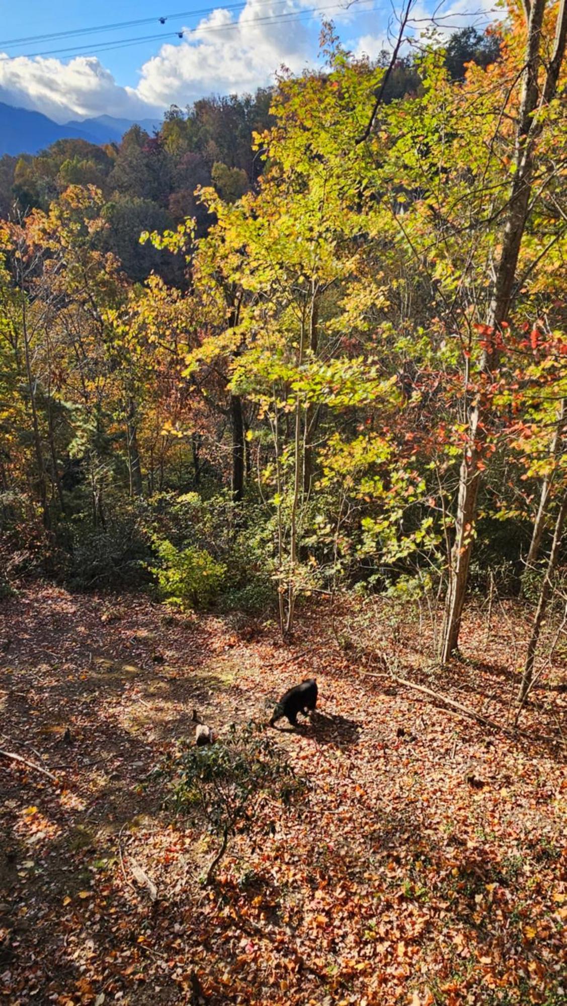 Southern Oak At Chalet Village - 5 Minutes From Gatlinburg And National Park Esterno foto