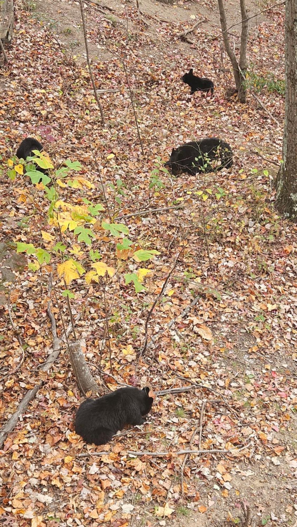 Southern Oak At Chalet Village - 5 Minutes From Gatlinburg And National Park Esterno foto